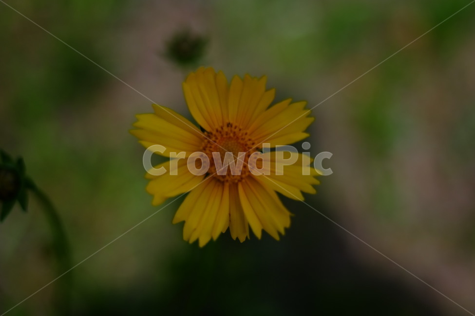 노란색꽃,yellow,몽글몽글,꽃사진,flower,식물,자연,plants,nature,꽃,flower