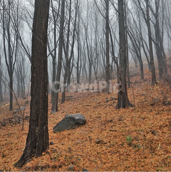 자락길,산책로,산책,겨울,낙엽,나무,숲,nature,tree,woods,forest,winter,rain,rock,vertical,ground,바닥,plant,식물,tree trunk,나무 줄기