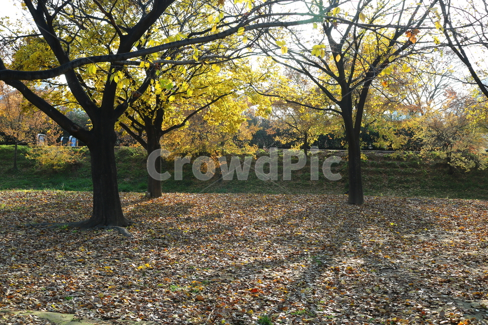 공원,선유도공원,한강공원,자연,풍경,나무,가을,단풍,낙엽,산책길,가을,계절,fall,autumn,season,식물,자연,plants,nature,나무,trees,wood,ground,바닥,tree trunk,나무 줄기,tree,plant