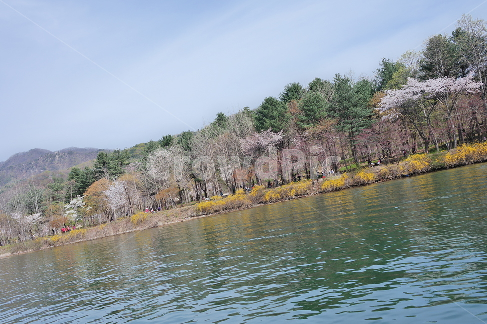 tree,나무,plant,식물,water,물,옥외,outdoors,자연,nature