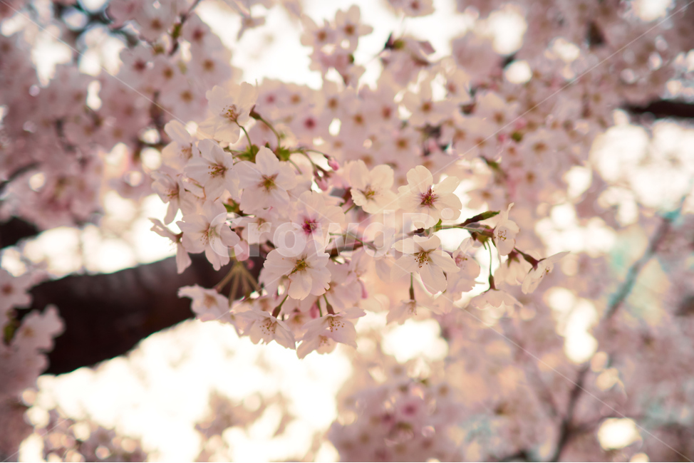 봄,벛꽃,윤산,꽃,일몰,cherryblossom,봄,계절,spring,season,plant,식물,flower,blossom