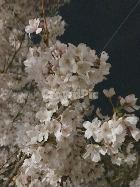 벚꽃,봄,밤,꽃,만개,식물,자연,plants,nature,꽃,flower