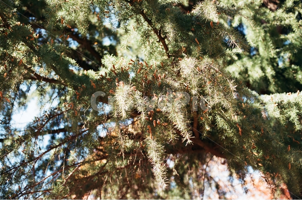 나무,식물,감성,가을,자연풍경,자연,감정,landscape,feeling,emotion,식물,자연,plants,nature,감성,sensible,feeling