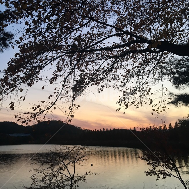 노을,풍경,나무,그림자,호수,자연,밤