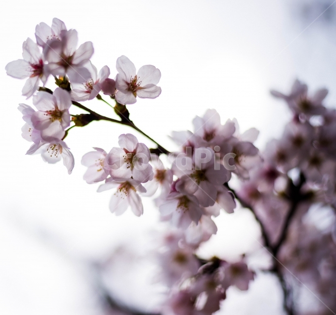 spring flowers,beautiful,pink,Cherry Blossom,backlight,Jinhae Gunhangje Festival,gay,flower