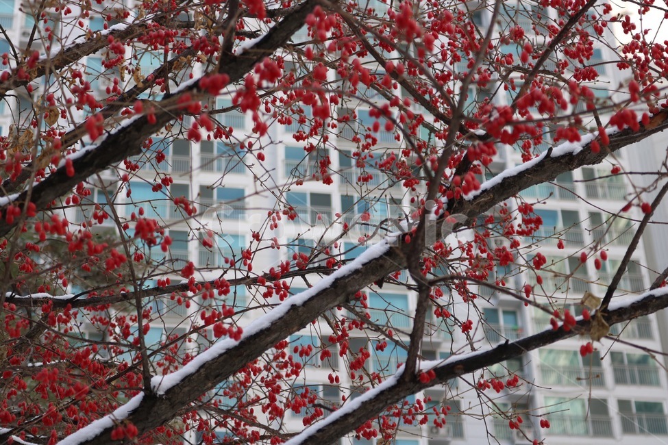 나무,열매,빨강,눈,자연,건물,창문,갈색,흰색,tree,ki,fruit,jitsu,red,aka,snow,yuki,nature,building,tatemono,window,mado,brown,chairo,white,shiro,겨울,winter,huyu