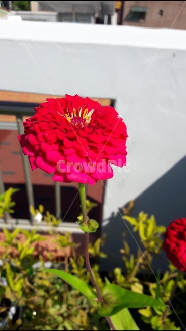 식물,꽃,백일홍,여름,색깔,식물,자연,plants,nature,꽃,flower