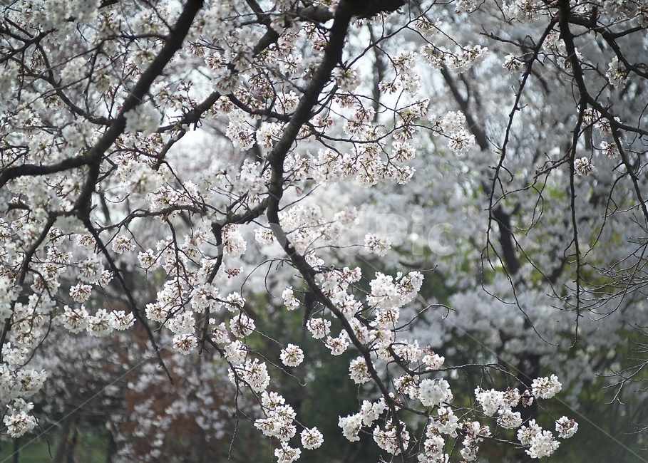 봄,자연,벗꽃,나무,풍경