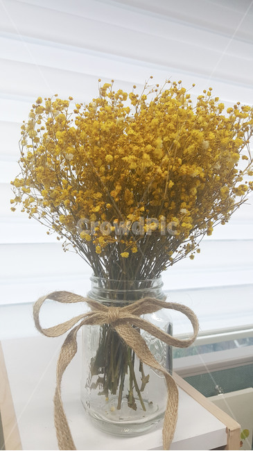 plant,식물,blossom,flower,꽃,드라이플라워,안개꽃,babysbreath,dryflower