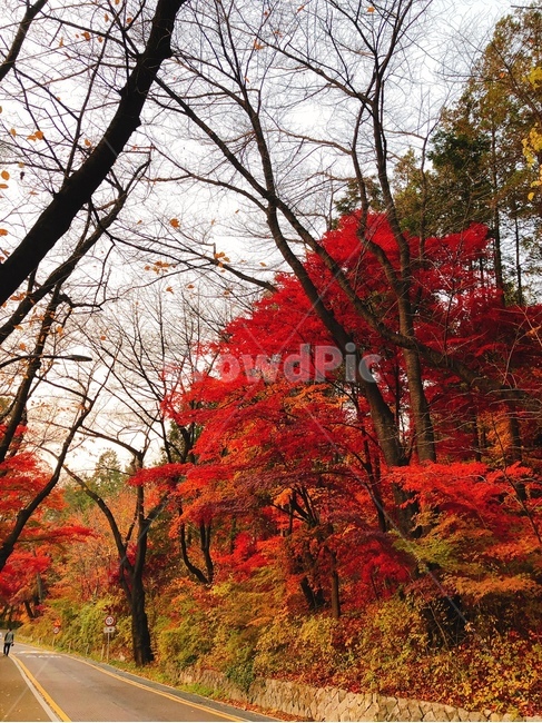 단풍,단풍거리,단풍나무,가을,가을길,단풍길,가을,계절,fall,autumn,season,자연,풍경,nature,landscape,plant,식물,leaf,잎,tree,나무,maple