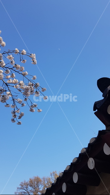 낮달,벚꽃,담벼락,궁,경복궁,꽃
