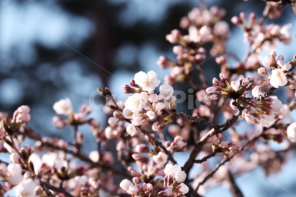 벚꽃,봄꽃,cherryblossom,flower,spring,봄하늘,하늘,봄,계절,spring,season,식물,자연,plants,nature,꽃,flower,plant,blossom