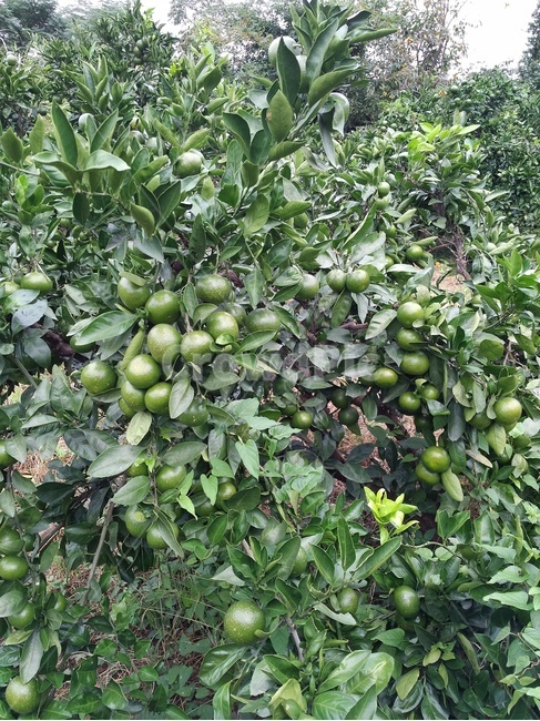 귤나무,감귤,귤나무밭,덜익은귤,mandarinorange,tree,귤잎,leaf,초록나무,green