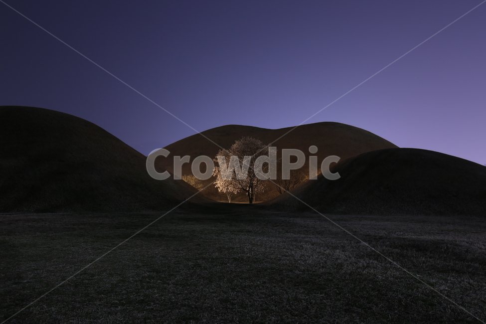 목련,대릉원,경주,야경,대릉원목련,여행,풍경,자연,풍경,nature,landscape,한국자연풍경,한국자연경관,korea nature landscape,야경,밤,nightscape,night,grassland,목초지,outdoors,옥외,field,들,mound,투수판