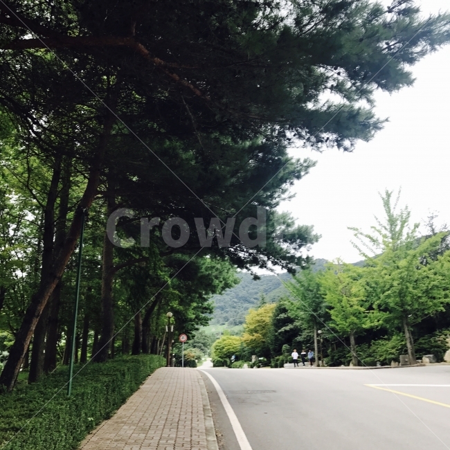 길,산책,산책로,나무,tree,road,street,trail,walk,green,자연,풍경,nature,landscape,path,통로,도로