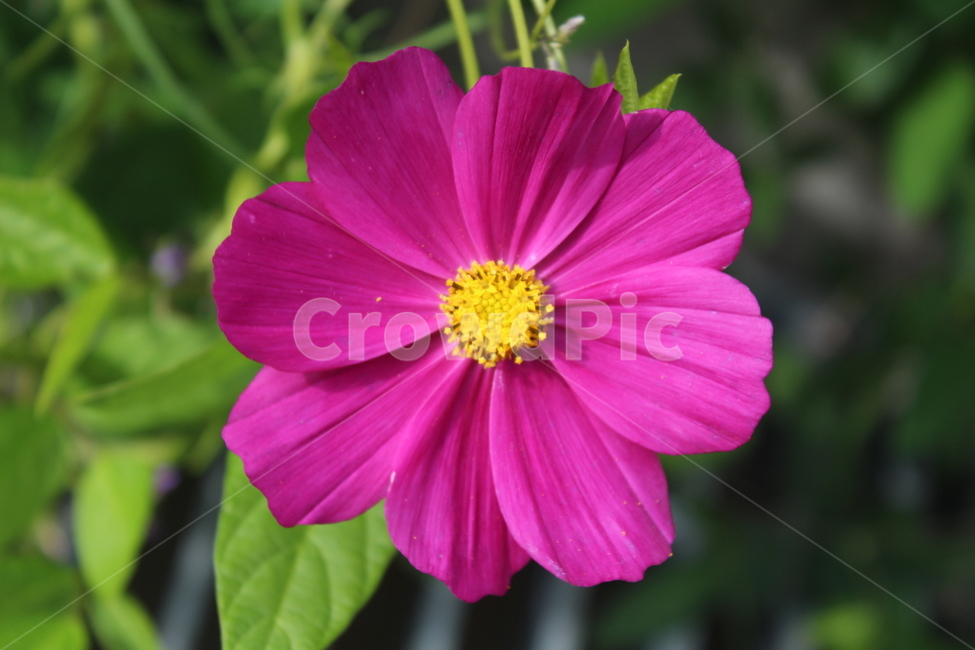 plant,식물,flower,꽃,코스모스,가을,계절,fall,autumn,season,식물,자연,plants,nature,꽃,flower,blossom