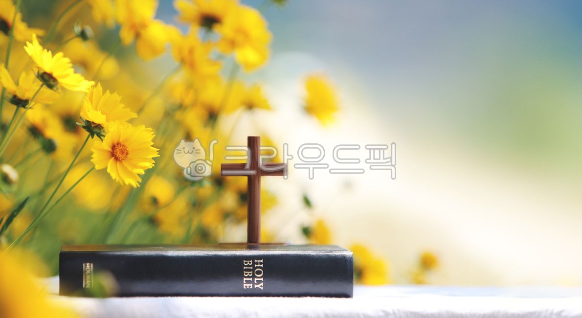 Bible,cross,Jesus Christ,flower,flower field,yellow,religion,petal,beautiful,road,nature,light,sunlight,bright,faith,belief,church,holy,cathedral,christianity,catholicism,background,gospel,mission,worship,prayer,grace,holy spiri