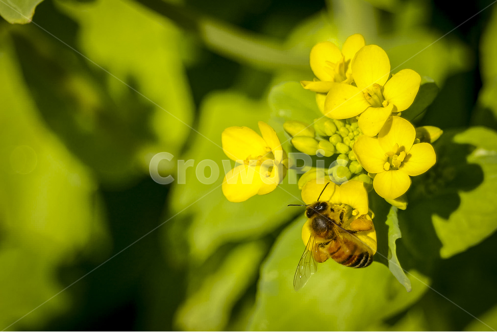 봄,개화,벌,유채꽃,노란꽃,rapeflower,bee,봄,계절,spring,season,식물,자연,plants,nature,꽃,flower,동물,animal,곤충,벌레,insect,bug,invertebrate,무척추 동물,honey bee,꿀벌