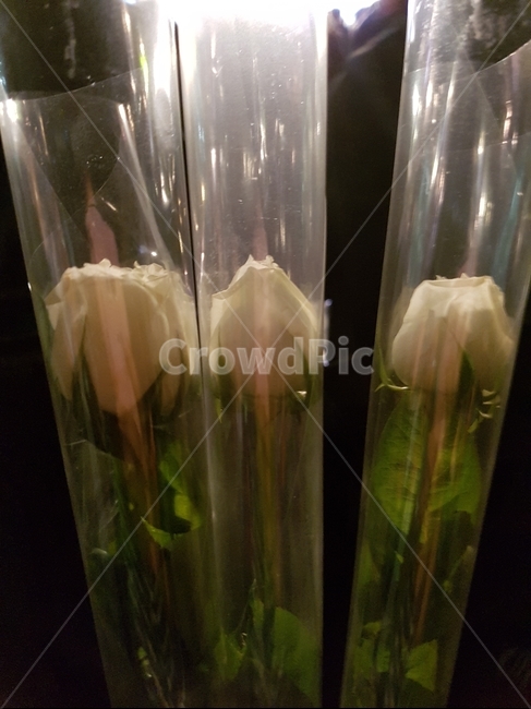 장미,꽃,꽃다발,갬성,감성,꽃,flower,기념일,축하,anniversary,congratulation,celebrate,celebration