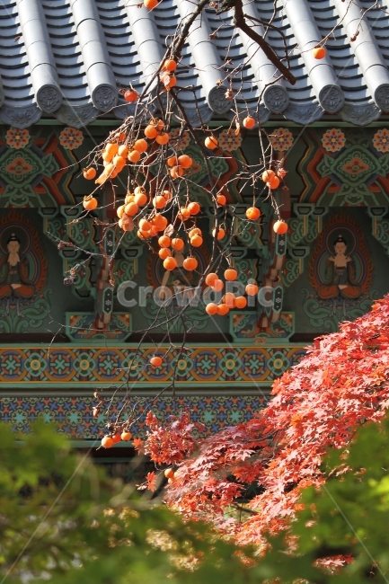지붕,감,단풍나무,가을,단풍,감성,기와지붕,가을,계절,fall,autumn,season,한국전통,한국문화,korean traditional,korean culture,과일,열매,fruit,plant,식물,leaf,잎