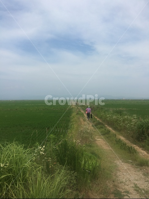 농사,벼농사,논,모내기,시골,논농사,풍경,farming,farm