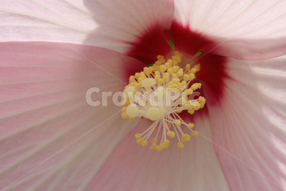 부용,꽃,식물,confederaterose,부용꽃,식물,자연,plants,nature,꽃,flower