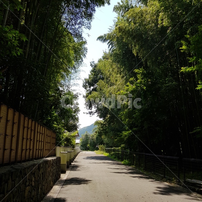길,감성,분위기,담장,나무,골목길,alley,asphalt,아스팔트