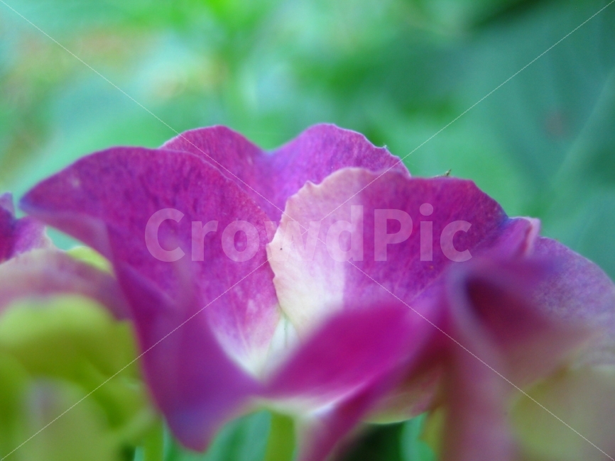 꽃,꽃잎,나른함,오후,분홍,애틀란타,식물,숲,식물,자연,plants,nature,꽃,flower