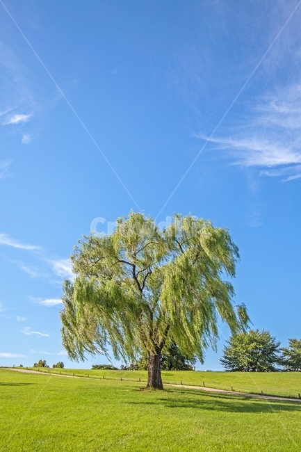 자연,풍경,공원,나무,잔디,하늘,구름,감성,올림픽공원,그림자,nature,korea,seoul,park,scenery,landscape,tree,field,emotions,sky,cloud,식물,자연,풍경,nature,landscape,한국자연풍경,한국자연경관,korea nature landscape,식물,plants,나무,trees,wood,plant