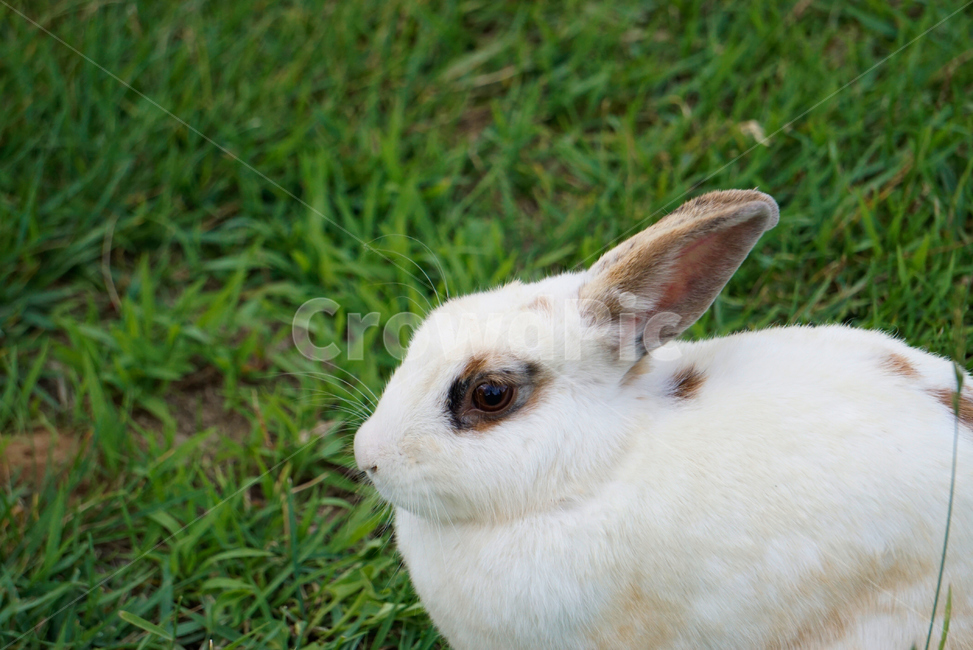 토끼,동물,야생,초식동물,포유류,자연,nature,rabbit,animal,야생동물,plant,식물,동물,animal,포유류,mammal