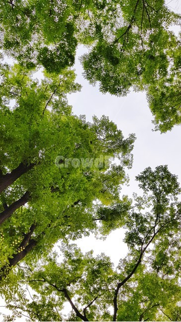 tree,나무,treetrunk,숲,trees,하늘,sky,식물,자연,plants,nature,나무,trees,wood