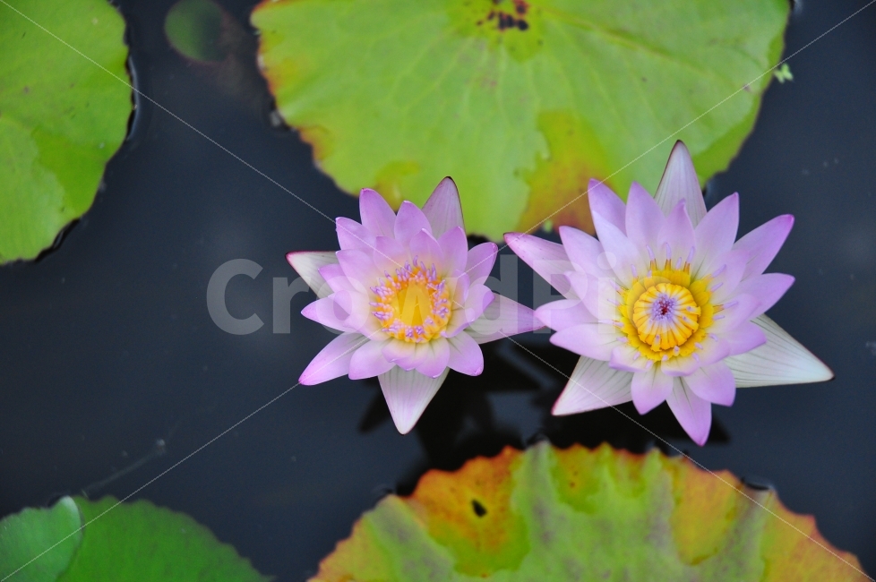 춘천,제이드가든,연꽃,연못,꽃,가을,보라색,jadegarden,lotus,flowers,autumn,water,식물,자연,plants,nature,꽃,flower