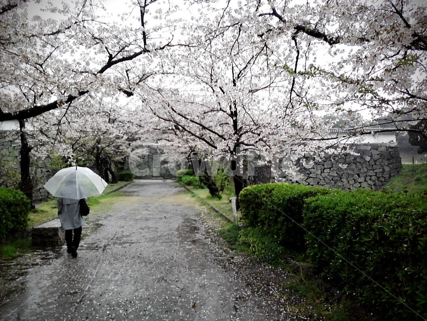 blossom,벚꽃,벚나무,rain,우산,봄,계절,spring,season,plant,식물
