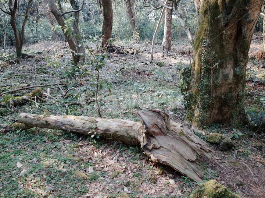 나무,식물,숲,자연,나뭇가지,나뭇잎,풍경,힐링,신선함,상쾌함,배경,plants,tree,trees,wood,forest,nature,feeling,정화,초록,green