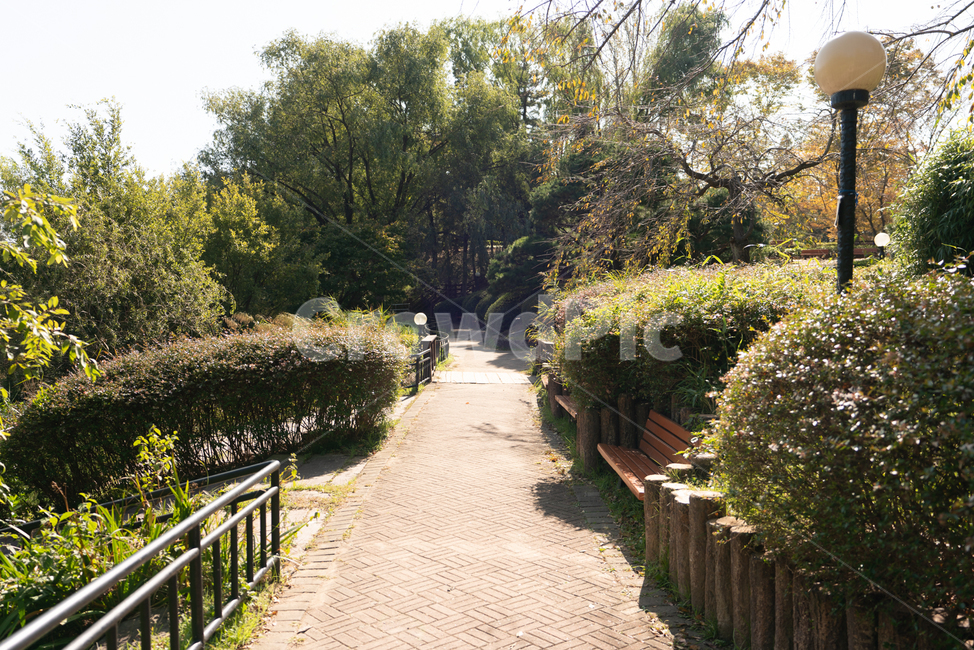 가을,공원,산책,나무,자연,자연,풍경,nature,landscape,식물,plants,나무,trees,wood