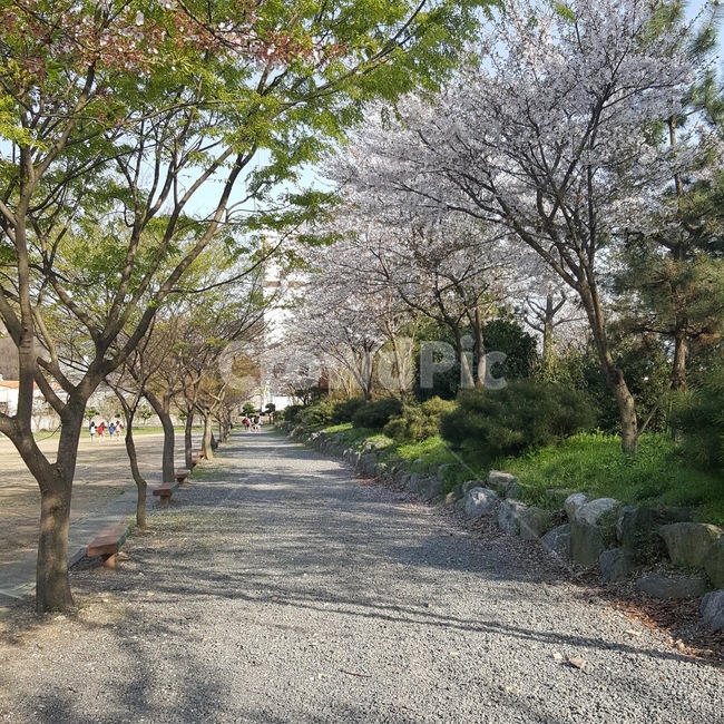 봄,길,벚꽃,자연,springroad