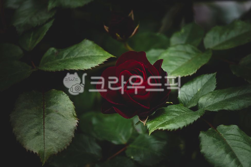  Foto zu 꽃, flower, rose, 장미, 식물, 사진,이미지,일러스트,캘리그라피 - james jin작가 