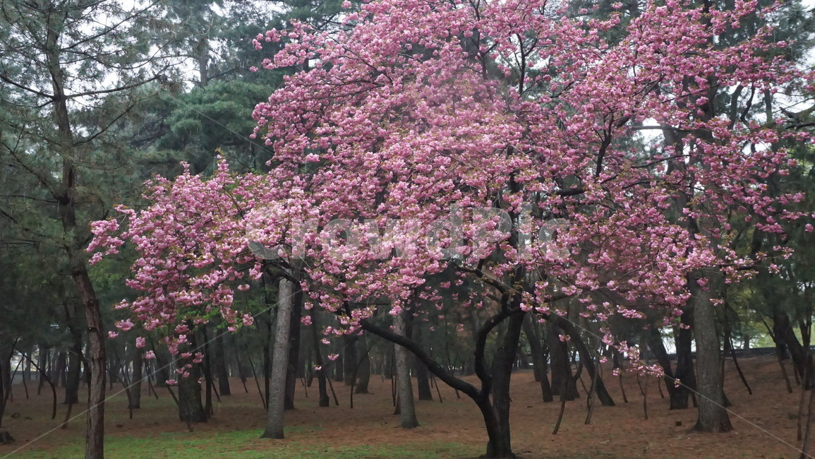 봄,왕겹벚꽃,겹벚꽃,벚꽃나무,나무,체리블라썸,봄,계절,spring,season,식물,자연,plants,nature,나무,trees,wood,plant,flower,꽃,blossom,cherry blossom,벚꽃