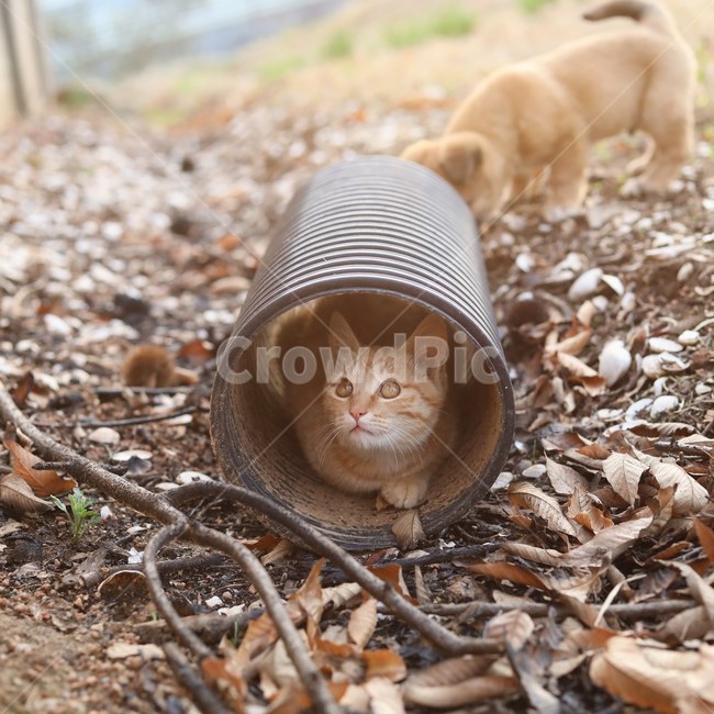고양이,야옹이,동물,시골냥,cat,동물,animal,포유류,mammal,고양이,cat,kitten,kitty