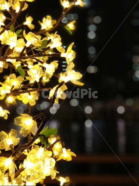 봄,꽃놀이,벚꽃축제,석촌호수벚꽃축제,벚꽃조명,야경,밤,풍경,nightscape,night,landscape,plant,식물