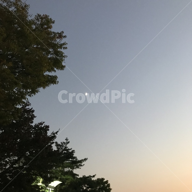 초록나무,꽃,나무,하늘,봄,여름,노을,자연,풍경,nature,landscape,flare,플레어,light,빛,outdoors,옥외