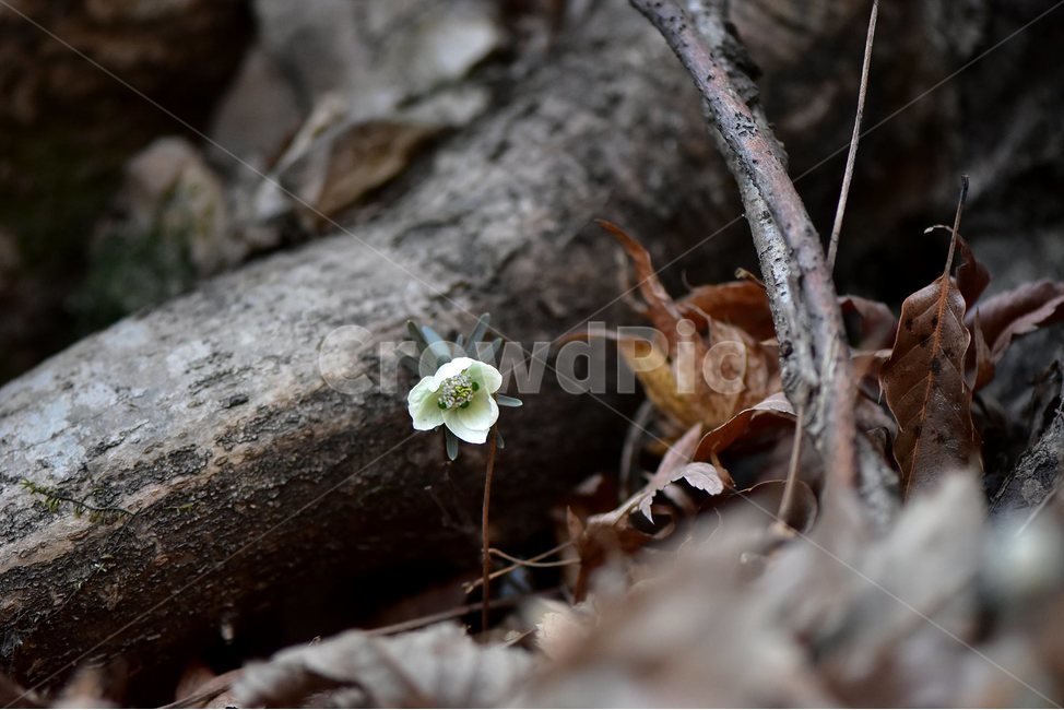 변산바람꽃,2018년,3월,야생화,꽃,생태,식물,자연,들꽃,산꽃,봄,감성,힐링,플라워,계절,시즌,wild,Flower,plants,nature,spring,season,배경,나무,목본,풀,초본,미나리아재비과,너도바람꽃속,flower,생태사진,봄꽃,변산,원조,자생지,오리지널,식물,자연,plants,nature,꽃,flower