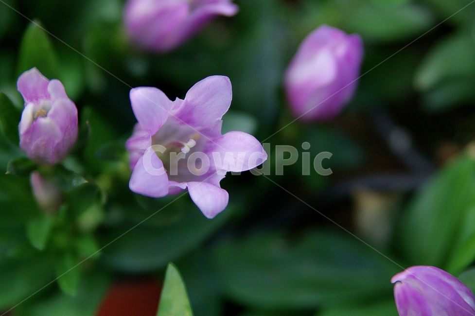 plant,식물,geranium,제라늄,blossom,꽃,flower,식물,자연,plants,nature,꽃,flower