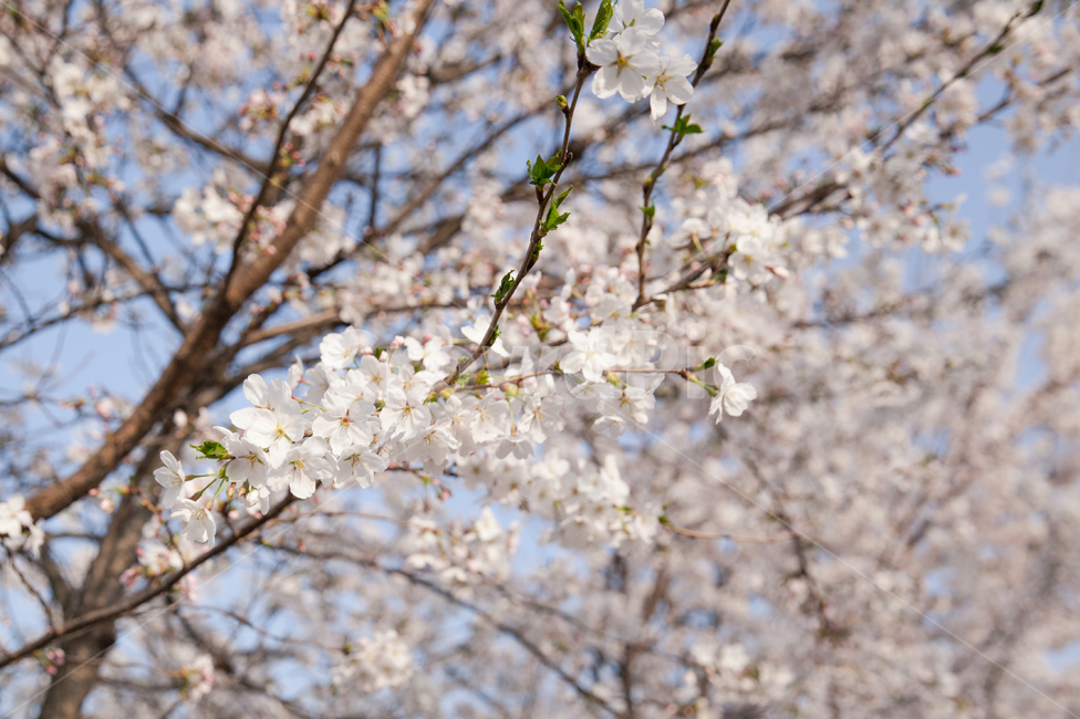 벚꽃,꽃,sakura,flower,spring,봄,자연,봄,계절,spring,season,식물,자연,plants,nature,꽃,flower,plant,blossom