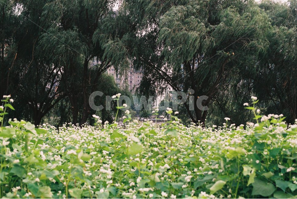 메밀꽃,메밀,꽃축제,꽃,봄,메밀꽃축제,옥외,자연,들,grassland,nature,outdoors,plant,식물,목초지