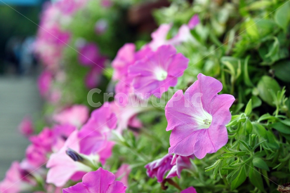 나팔꽃,모닝글로리,꽃,아침,핑크,beauty,plant,식물,작물,자연,nature,flower,morningglory,식물,자연,plants,nature,꽃,flower