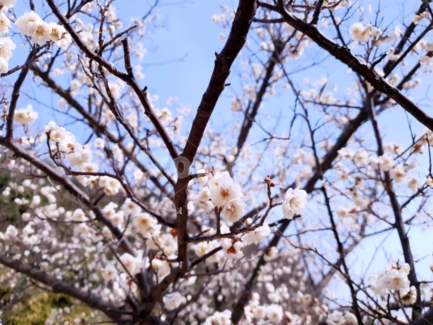 plant,식물,blossom,꽃,flower,책표지