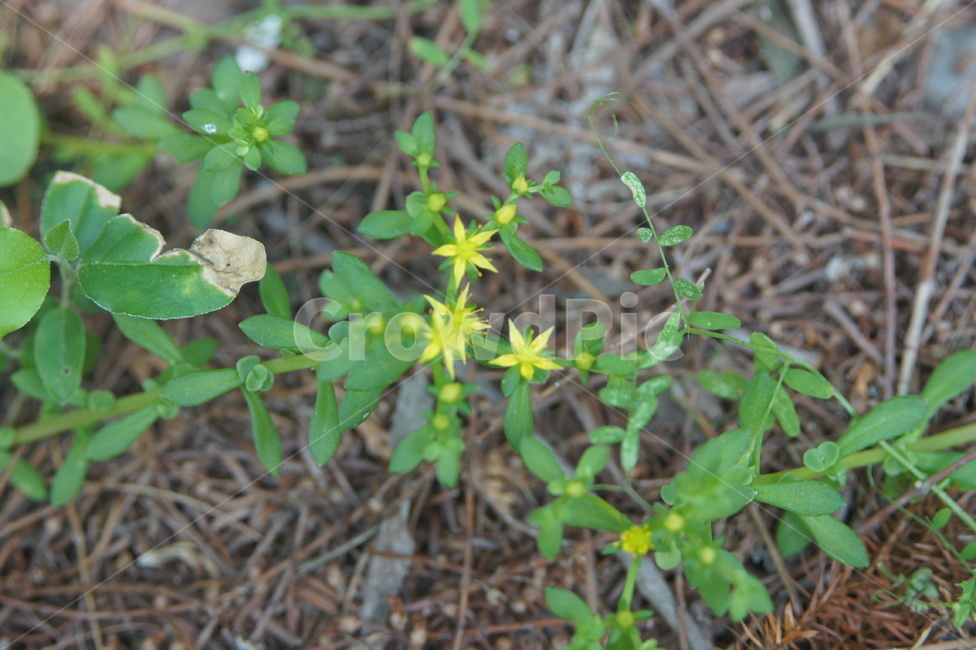 plant,식물,blossom,wildflower,yellow,star,식물,자연,plants,nature,꽃,flower