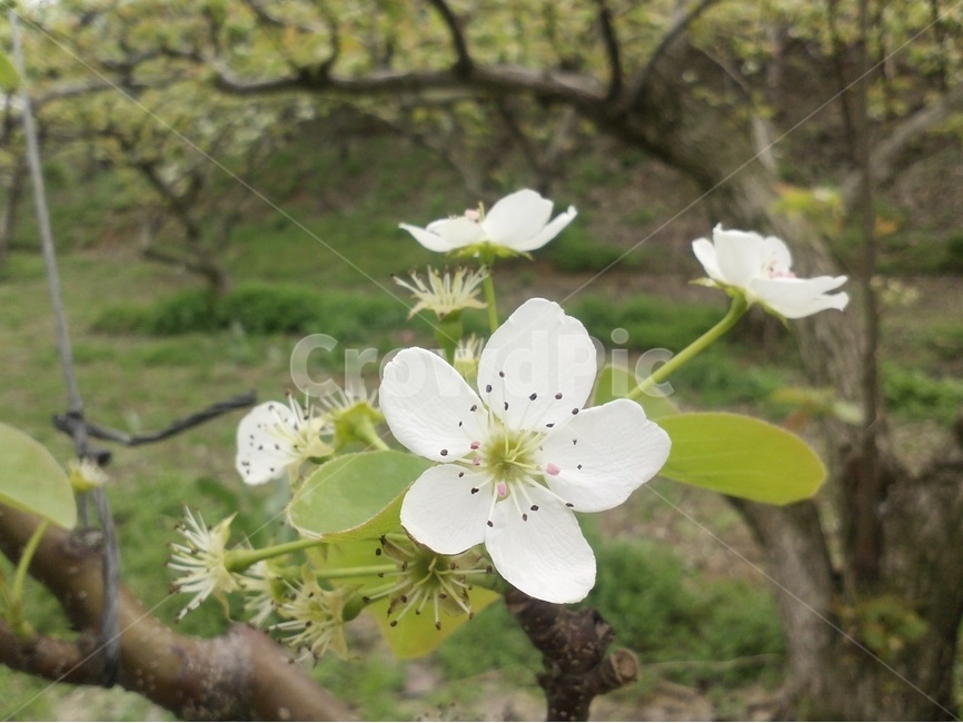 배꽃,이화,눈꽃,봄꽃,나무꽃종류,봄,계절,spring,season,식물,자연,plants,nature,꽃,flower,plant