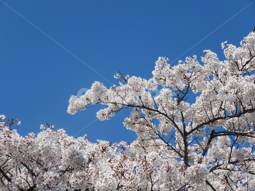 꽃,벚꽃,flower,봄,하늘,푸른하늘,자연